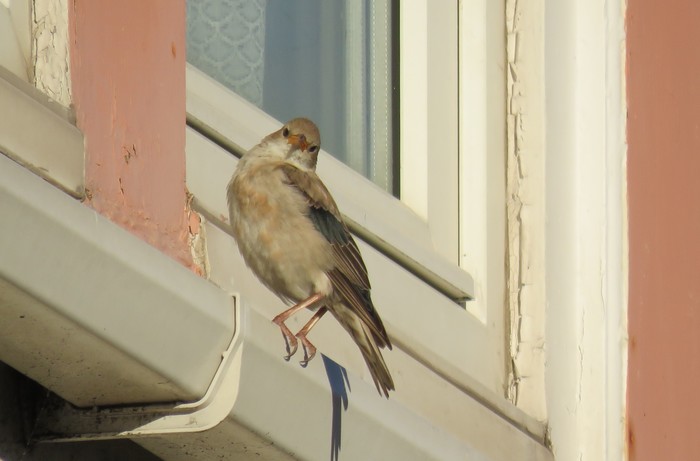 Rose-coloured Starling