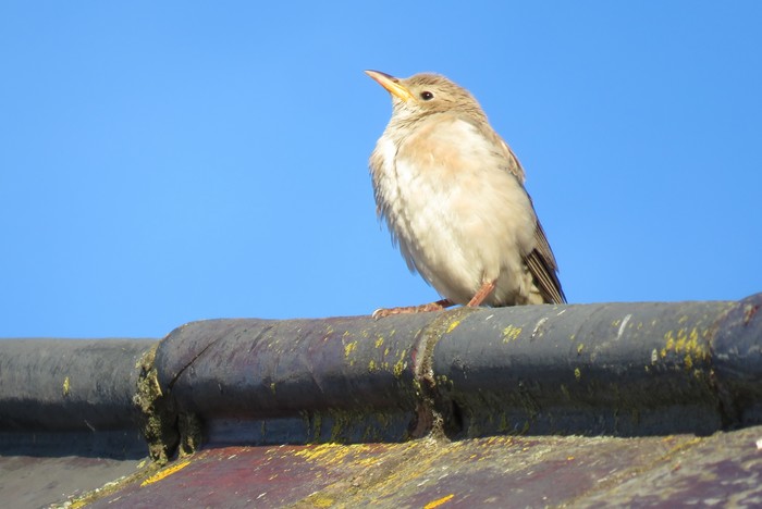 Rose-coloured Starling