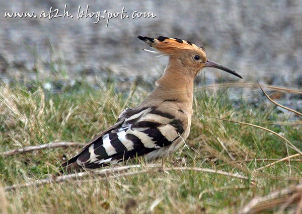 Hoopoe