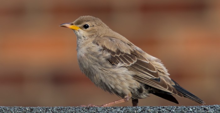 Rose-coloured Starling
