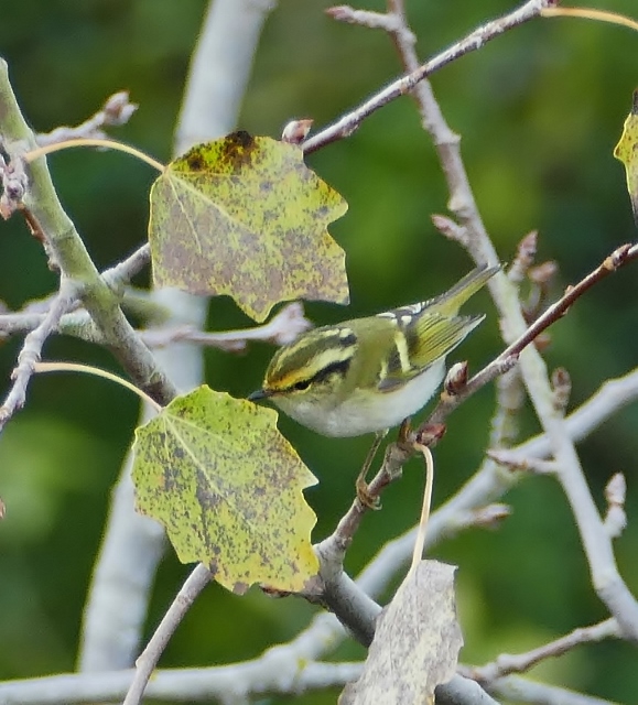 Pallas's Warbler