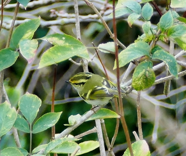 Pallas's Warbler