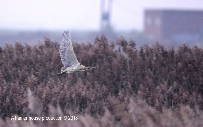 Bittern
