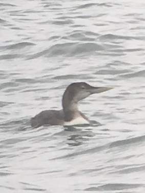 White-billed Diver