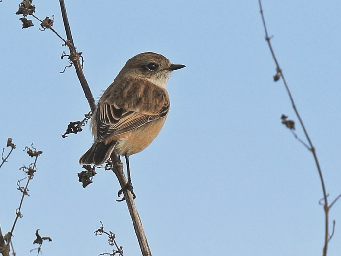 Stejneger's Stonechat