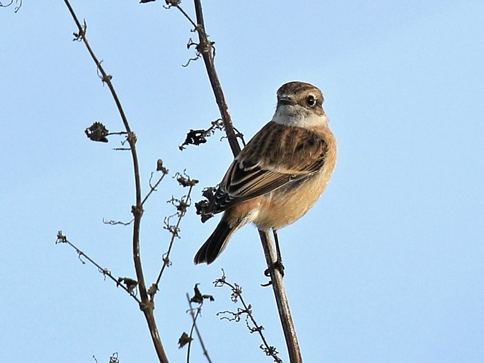 Stejneger's Stonechat