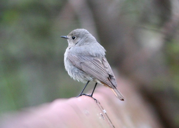 Black Redstart