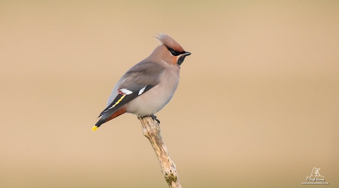 Waxwing