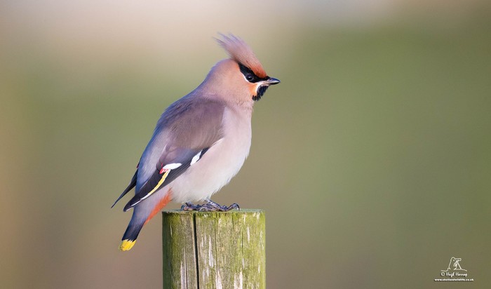 Waxwing