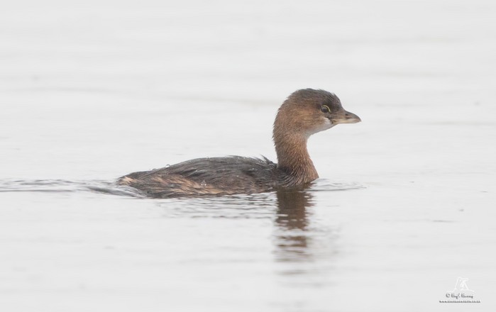 Pied-billed Grebe