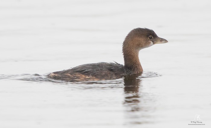 Pied-billed Grebe