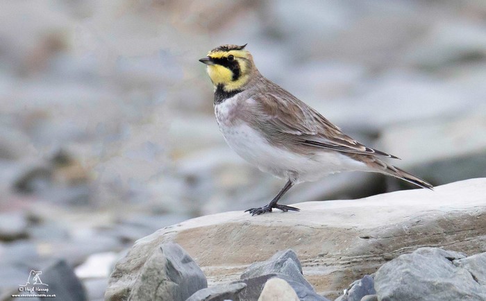 Shorelark