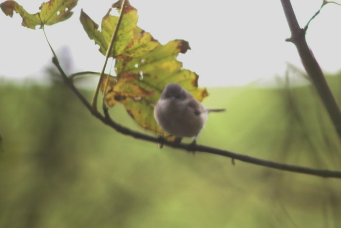 Desert Lesser Whitethroat