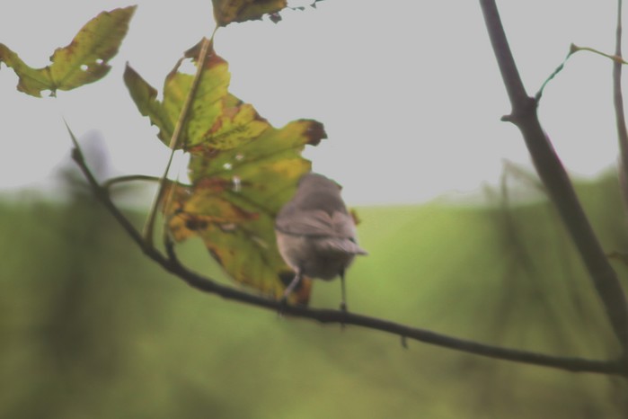 Desert Lesser Whitethroat