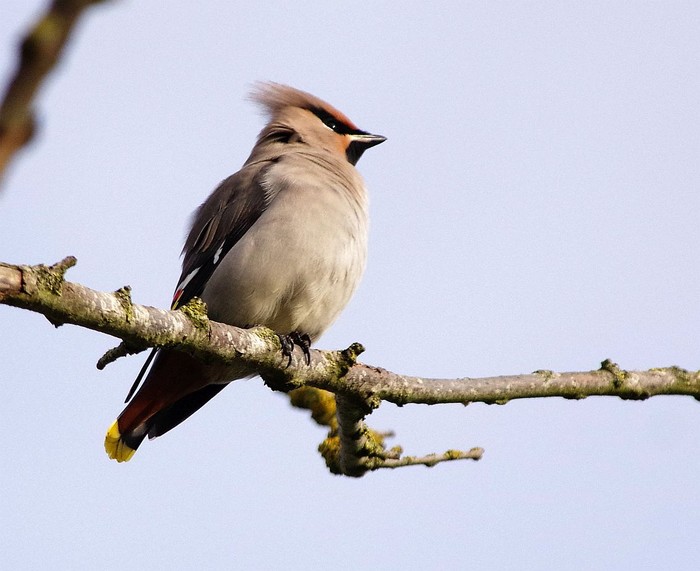 Waxwing