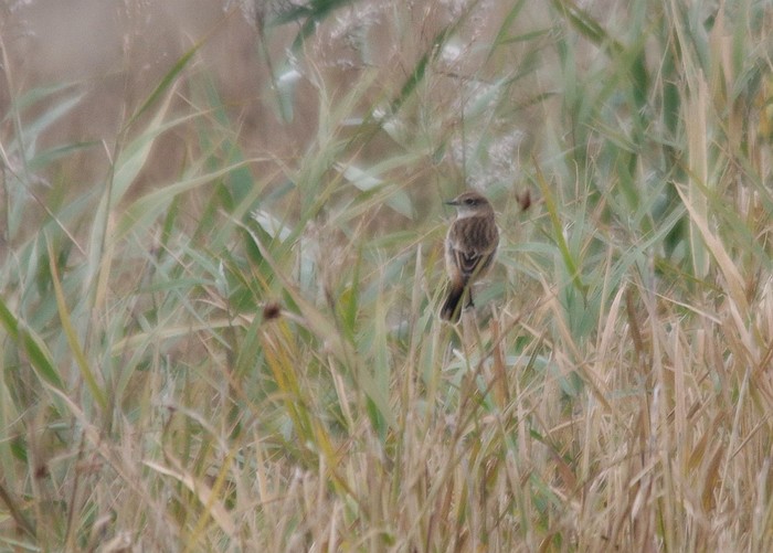 Stejneger's Stonechat
