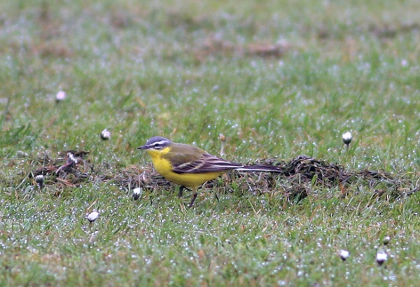 Blue-headed Wagtail