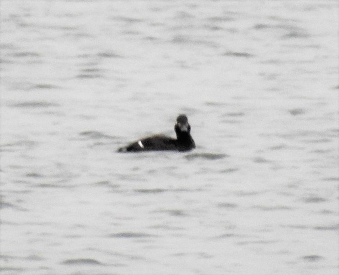 Velvet Scoter