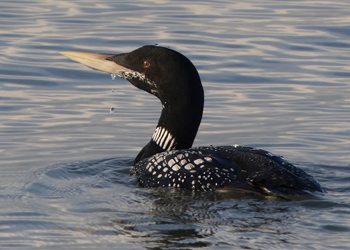 White-billed Diver
