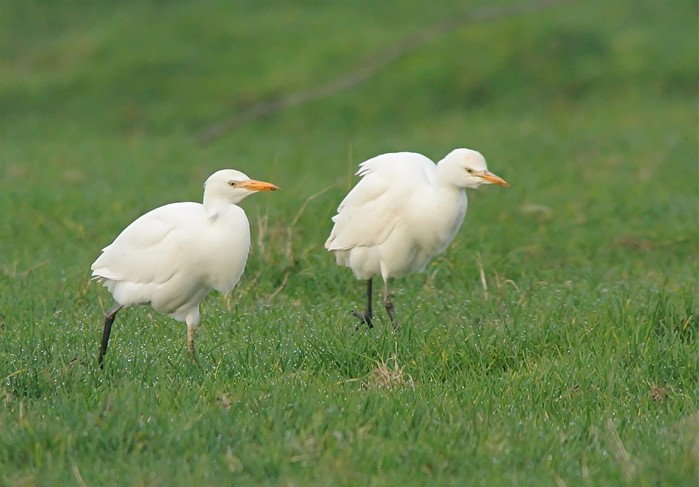 Cattle Egret