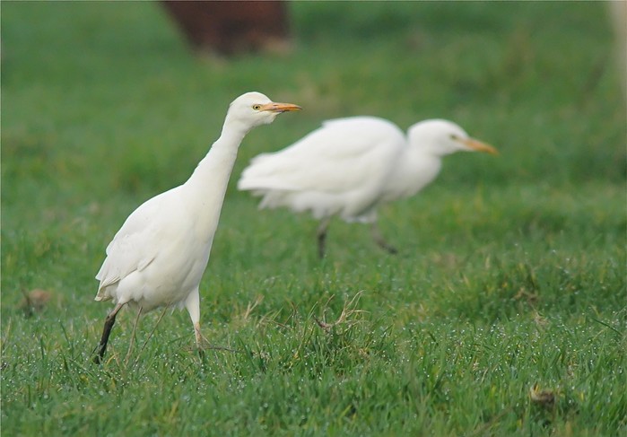 Cattle Egret