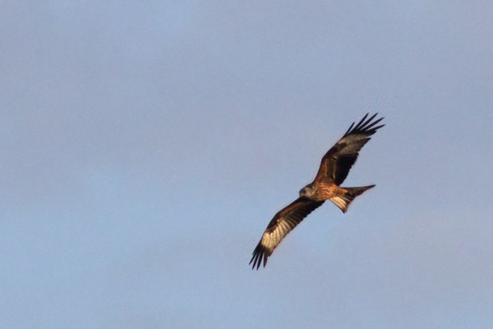 Red Kite