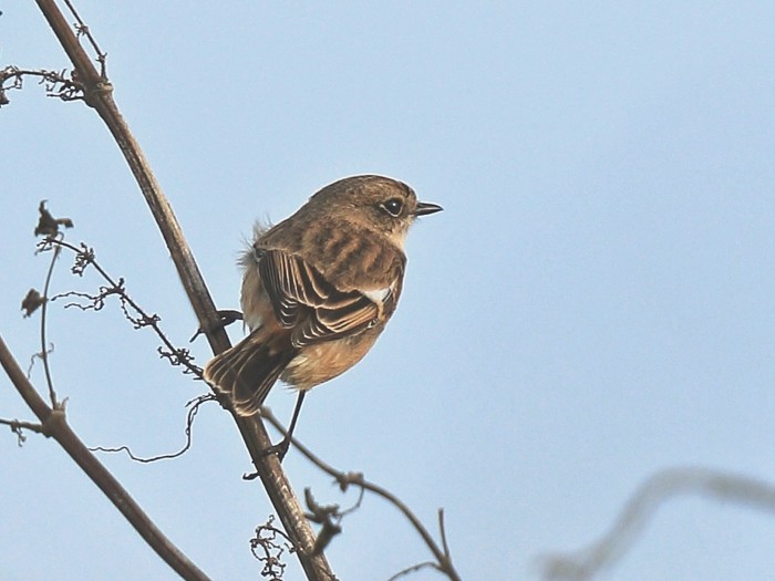 Stejneger's Stonechat