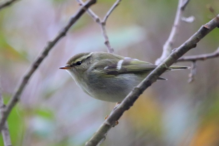 Yellow-browed Warbler