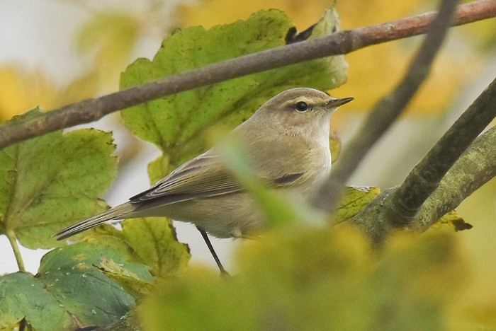 Siberian Chiffchaff