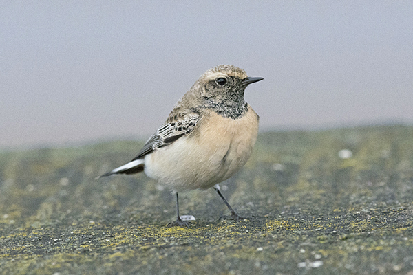 Pied Wheatear