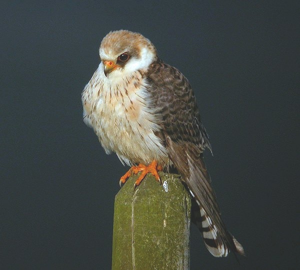 Red-footed Falcon