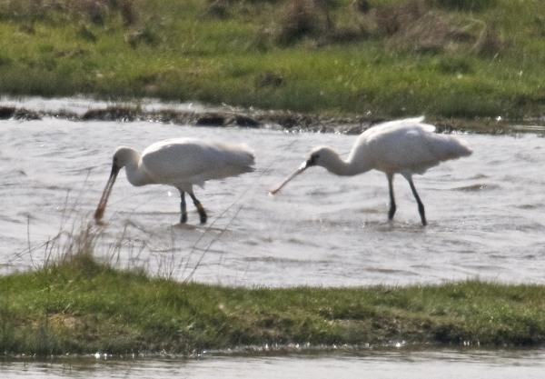 Spoonbill