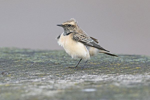 Pied Wheatear