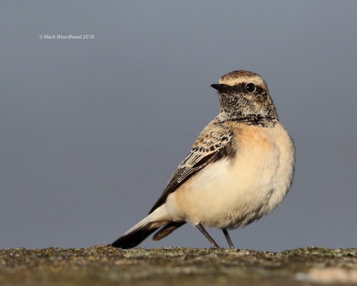 Pied Wheatear
