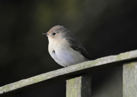 Red-breasted Flycatcher