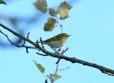 Pallas's Warbler