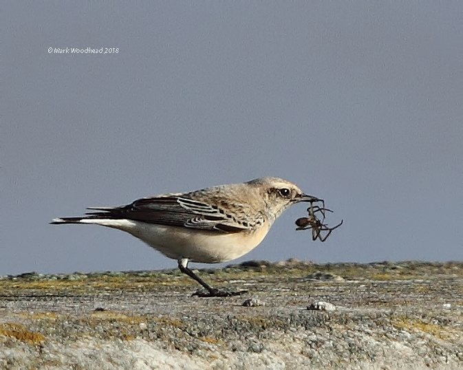 Pied Wheatear