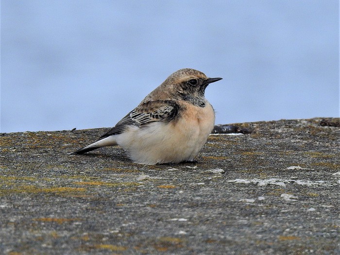 Pied Wheatear