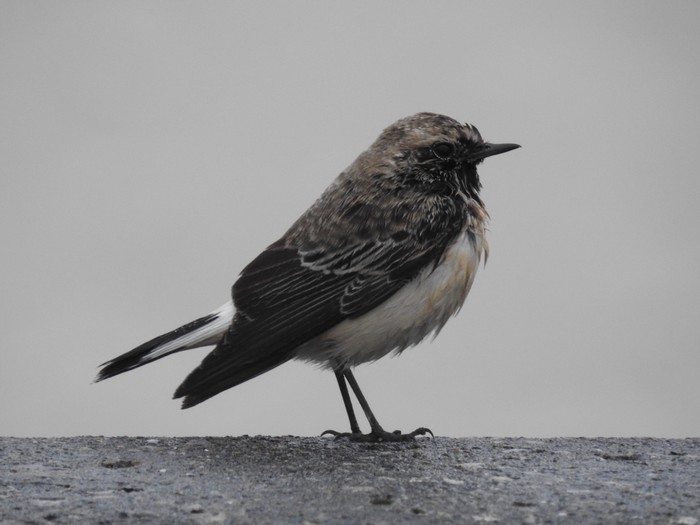 Pied Wheatear