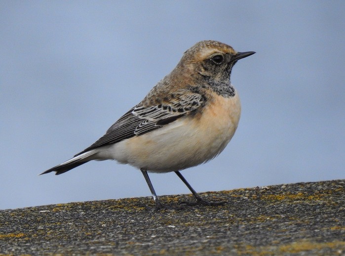 Pied Wheatear