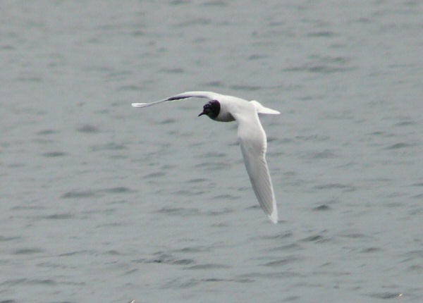 Little Gull