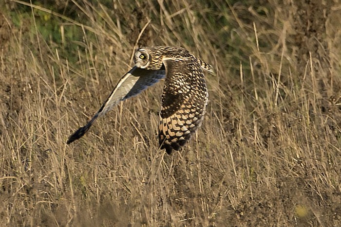 Short-eared Owl