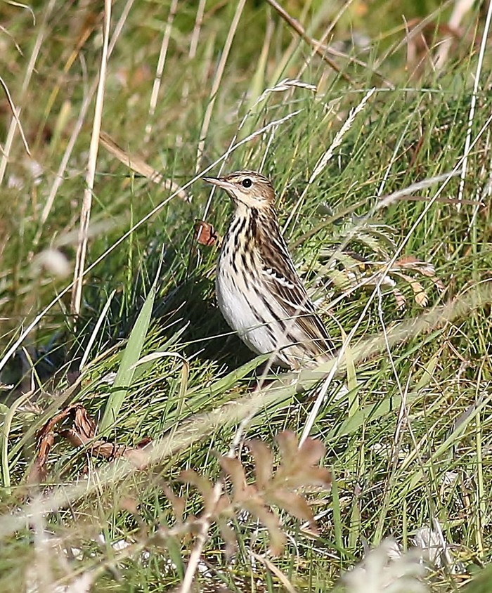 Pechora Pipit