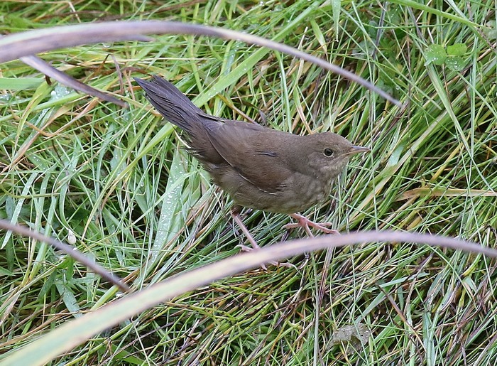 River Warbler