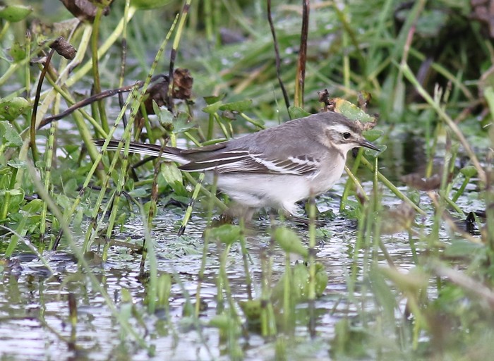 Citrine Wagtail