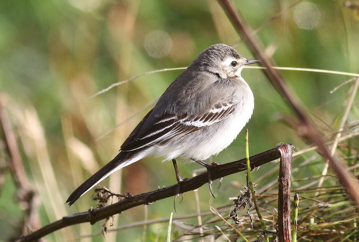Citrine Wagtail