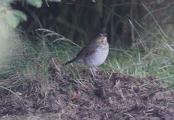 Swainson's Thrush