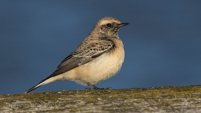Pied Wheatear