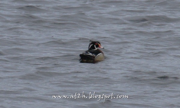 Wood Duck
