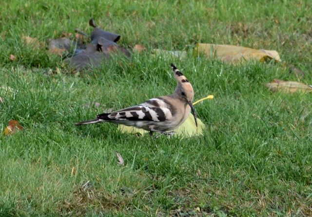 Hoopoe